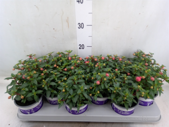 <h4>Fuchsia  'Bella Fuchsia Sacha'</h4>