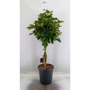 Schefflera arbor. 'Compacta'