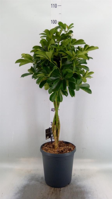 <h4>Schefflera arbor. 'Compacta'</h4>