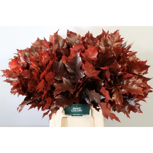 Quercus l50 Red