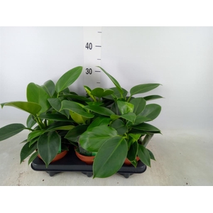 Philodendron  'Green Princess'