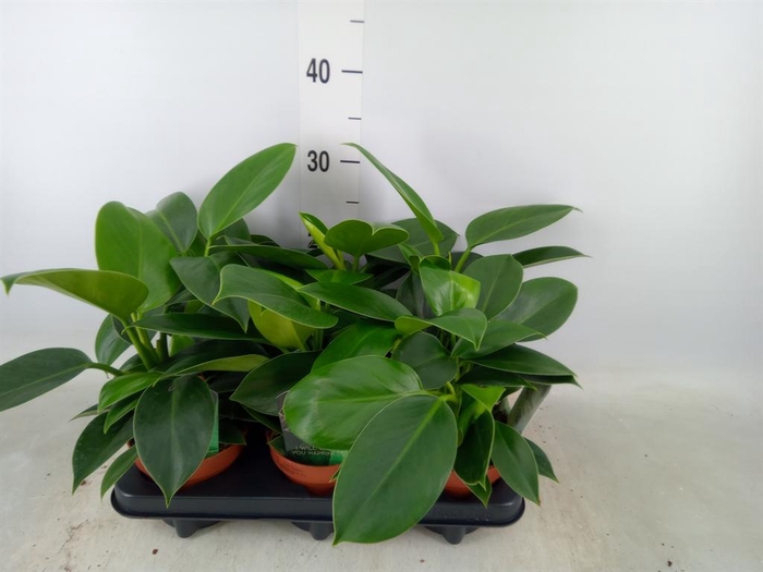 <h4>Philodendron 'Green Princess'</h4>