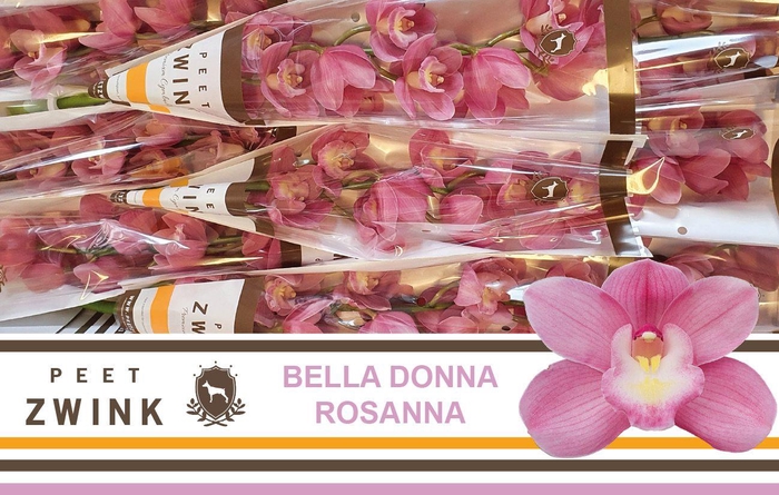 <h4>CYMB T BD ROSANNA</h4>