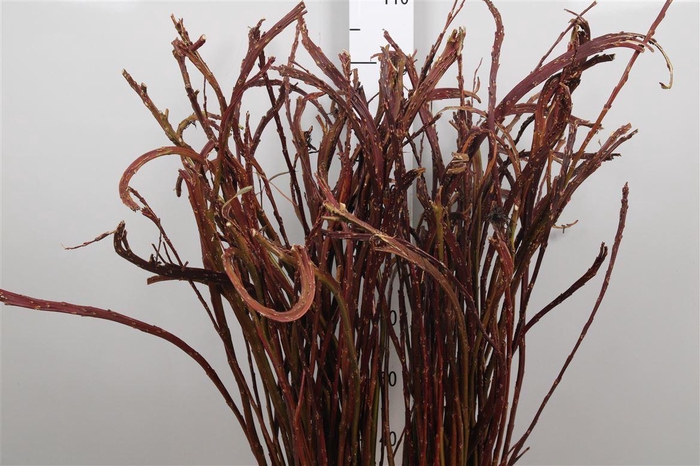 <h4>Salix Sekka Bandwilg</h4>