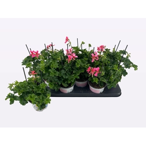 PEL PELT BALKON ROSE