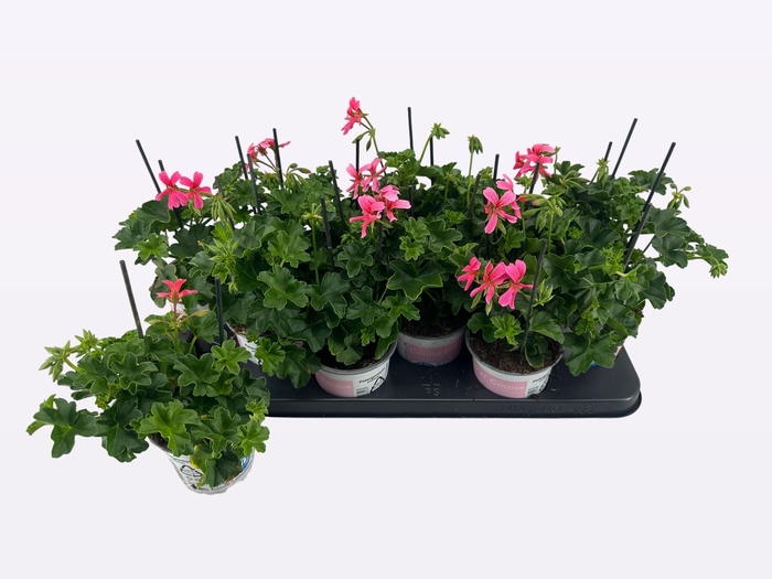 <h4>PEL PELT BALKON ROSE</h4>