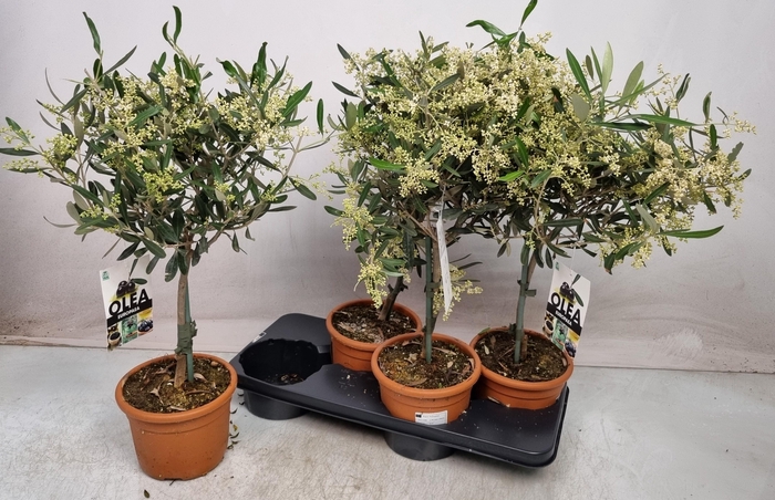 <h4>OLEA EUROPAEA</h4>