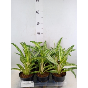 Aglaonema  'Matcha Lemon'