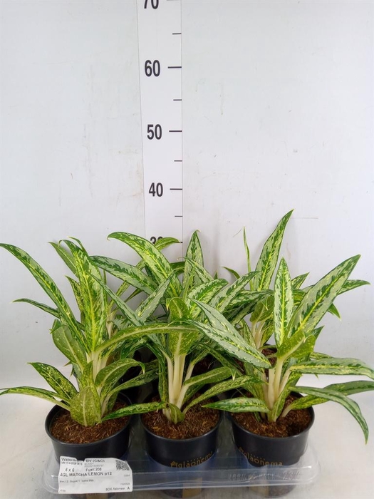 <h4>Aglaonema  'Matcha Lemon'</h4>