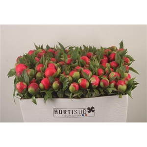 Paeo L Coral D Ambre