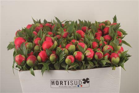 Paeo L Coral D Ambre