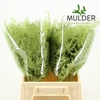 Asparagus DYED Green Mint