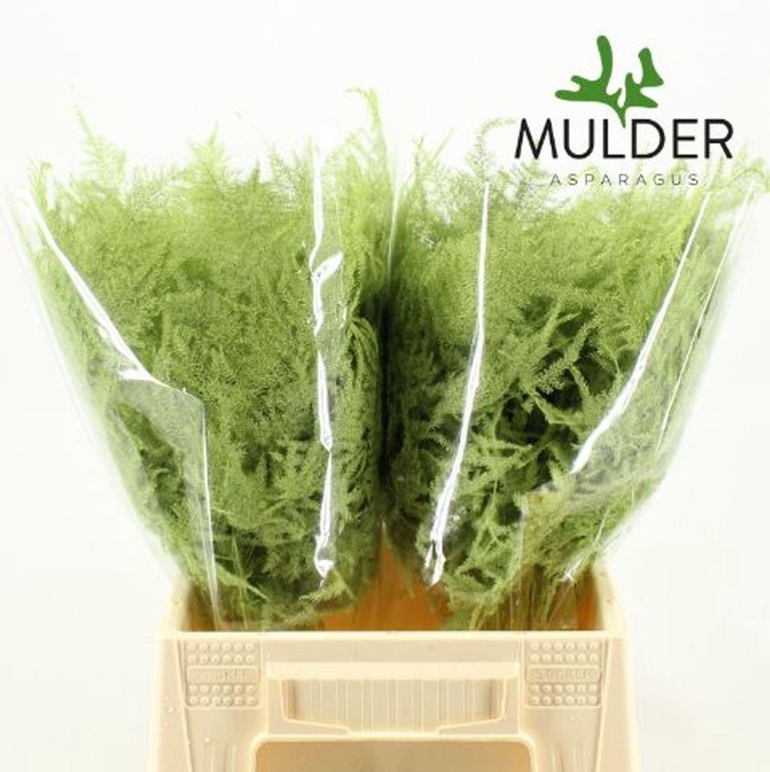 <h4>Asparagus DYED Green Mint</h4>