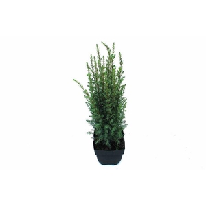 Juniperus communis 'Arnold' P17
