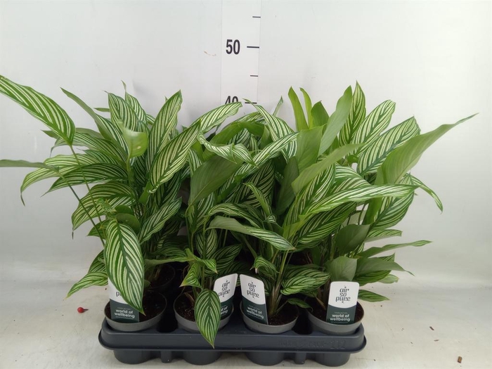 <h4>Calathea   ...</h4>