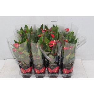 ANTHURIUM MINI MILLION FLOWERS P09