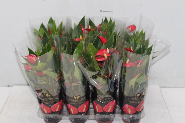 <h4>ANTHURIUM MINI MILLION FLOWERS P09</h4>