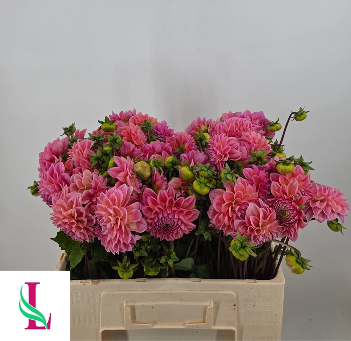 <h4>Dahlia Lindas Baby Van der Linden</h4>