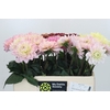 Dahlia Gemengd in fust