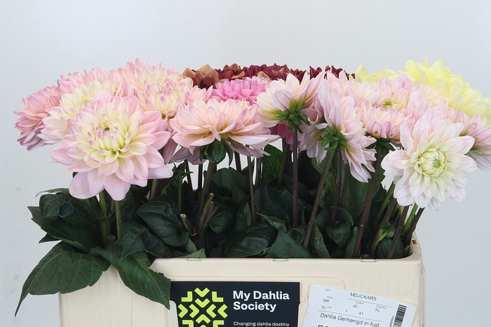 Dahlia Gemengd in fust