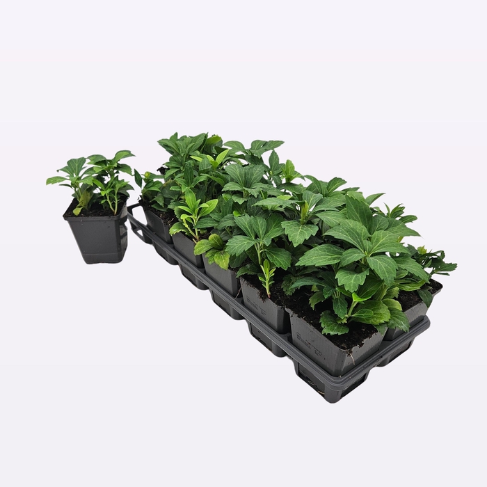 <h4>Pachysandra Terminalis 'Green Carpet'</h4>