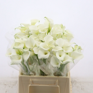 Calla Pure Art