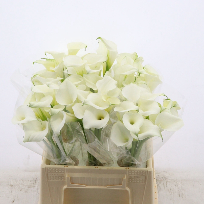 <h4>Calla Pure Art</h4>