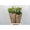 Freesia One XXL Yellow
