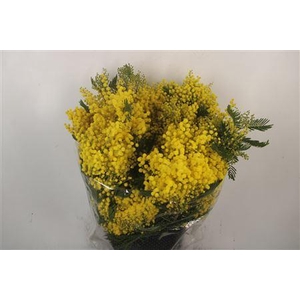 Acacia Mirandol Per Bunch 400 Gram Extra