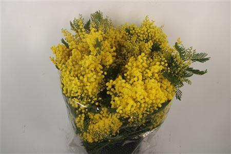 <h4>Acacia Mirandol Per Bunch 400 Gram Super</h4>
