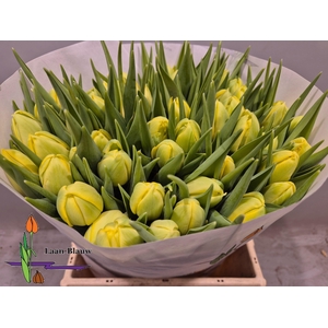 TU DU DOUBLE TROUBLE