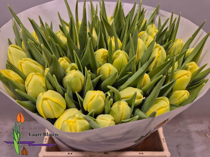 <h4>TU DU DOUBLE TROUBLE</h4>