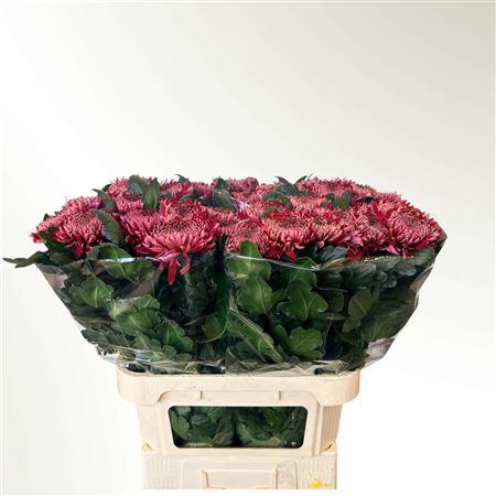 <h4>CHR G REGALM ROOD</h4>