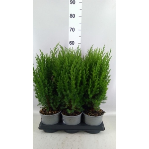 Juniperus chinensis 'Stricta'
