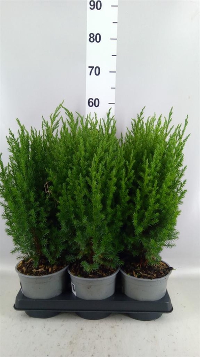 <h4>Juniperus chinensis 'Stricta'</h4>