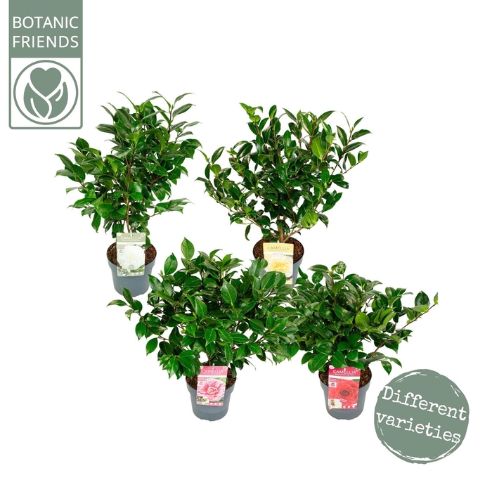 <h4>Camellia japonica</h4>