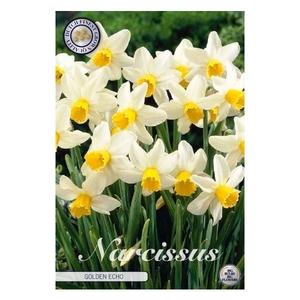 Narcissus Jonquilla Golden Echo x7 12/+
