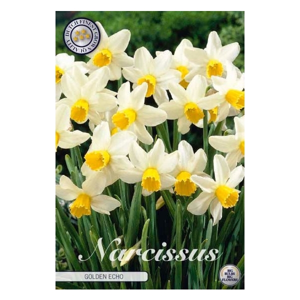 <h4>Narcissus Jonquilla Golden Echo x7 12/+</h4>
