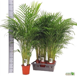 DYPSIS LUTESCENS