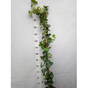 Hedera hibernica