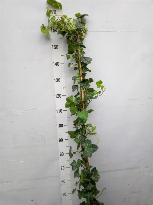 <h4>Hedera hibernica</h4>