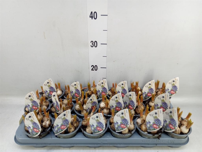 <h4>Muscari   ...</h4>