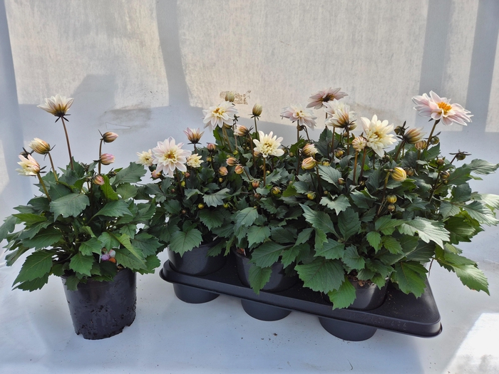 <h4>DAHL GARDEN PEACH</h4>