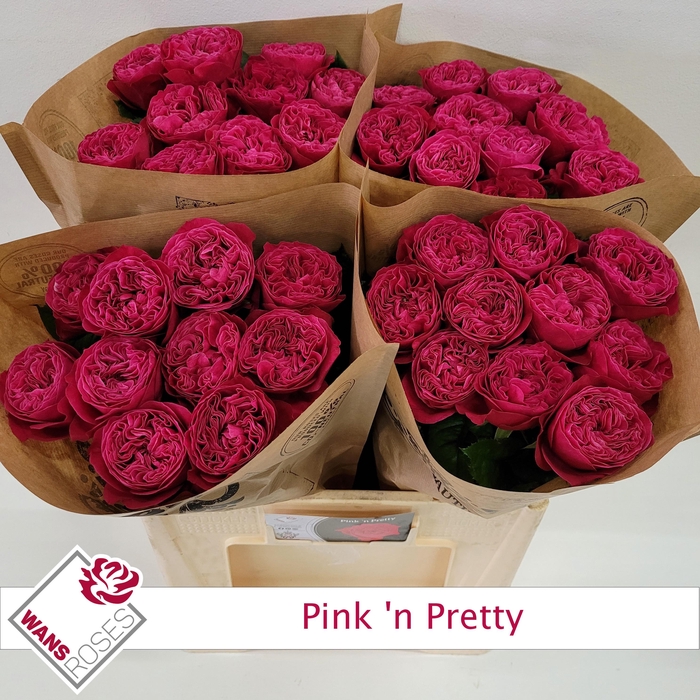 <h4>R GR PINK N PRETTY</h4>