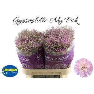 GYPS PA MY PINK 75/40GR