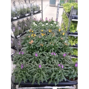 Erysimum   ...mix