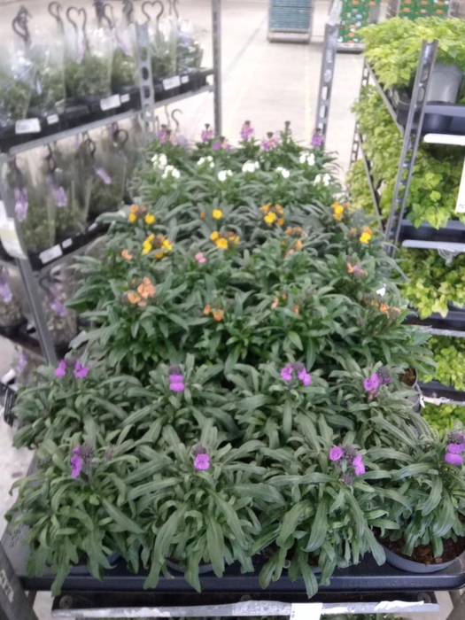 <h4>Erysimum   ...mix</h4>