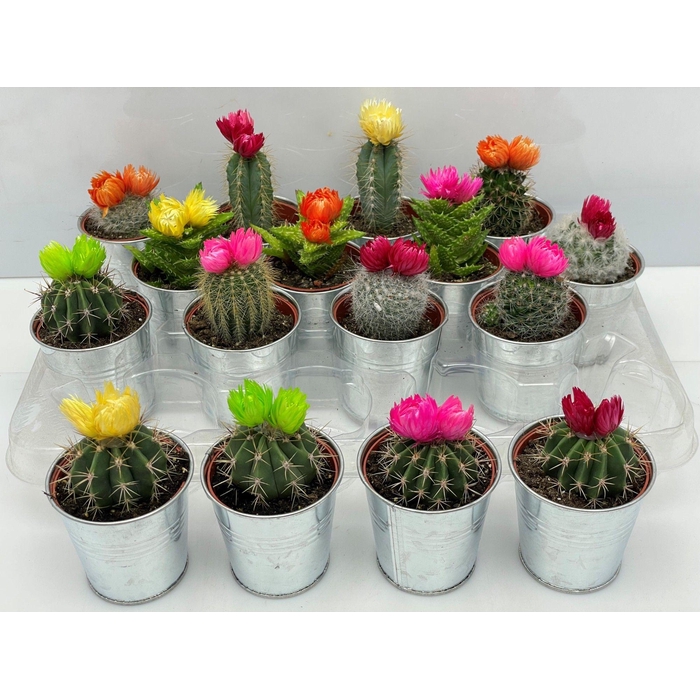 <h4>CACTUS VERSIERD</h4>