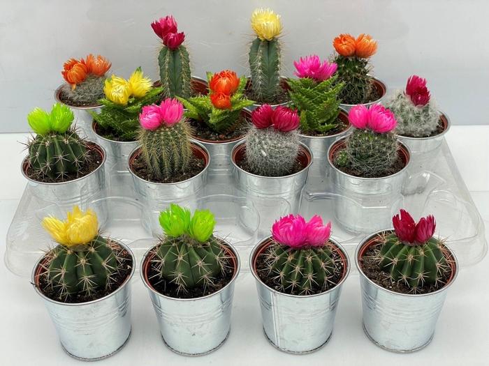 CACTUS VERSIERD