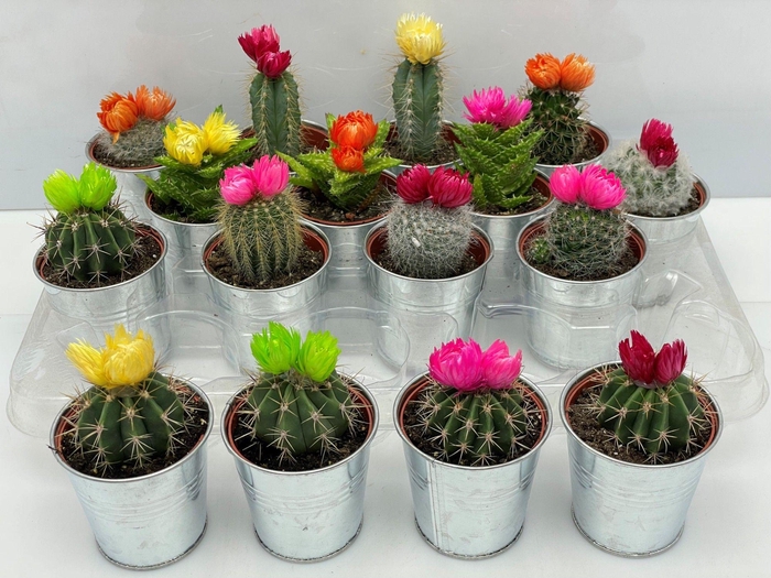 <h4>CACTUS VERSIERD</h4>